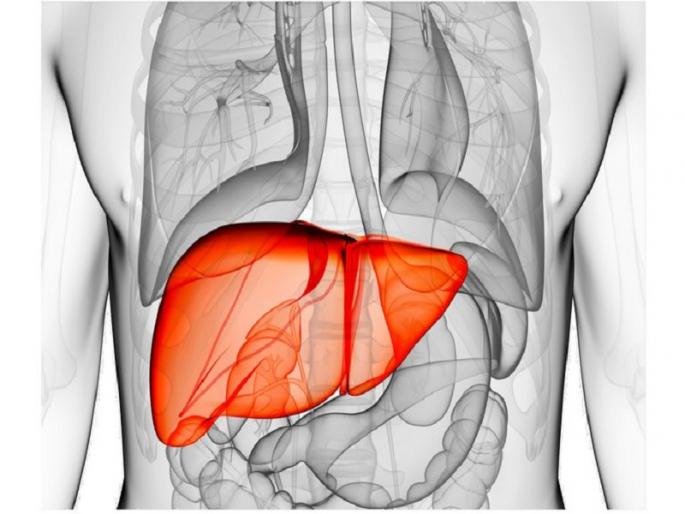 Health Tips : Eat these food items healthy liver | Liver Detox: लिव्हर नॅच्युरली डिटॉक्स करण्यासाठी काय खावे? जाणून घ्या उपाय Health Tips : Eat these food items healthy liver | Liver Detox: लिव्हर नॅच्युरली डिटॉक्स करण्यासाठी काय खावे? जाणून घ्या उपाय