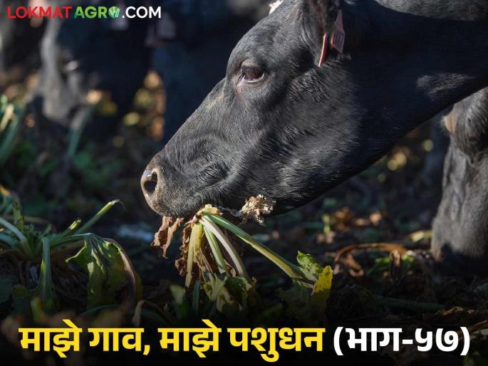 Livestock also get acidosis; what are the symptoms? What can be control measure? | जनावरांना पण होतं आम्ल विषार पित्त; कशी दिसतात लक्षणे? काय कराल उपाय?