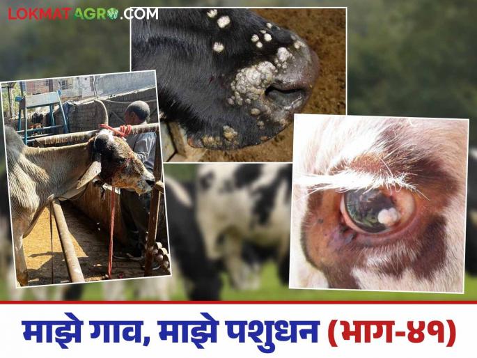 Livestock also get cancer; what are its types and how do you recognize it? Read in detail | जनावरांनाही होतो कॅन्सर; त्याचे प्रकार कोणते आणि तो कसा ओळखाल? वाचा सविस्तर Livestock also get cancer; what are its types and how do you recognize it? Read in detail | जनावरांनाही होतो कॅन्सर; त्याचे प्रकार कोणते आणि तो कसा ओळखाल? वाचा सविस्तर