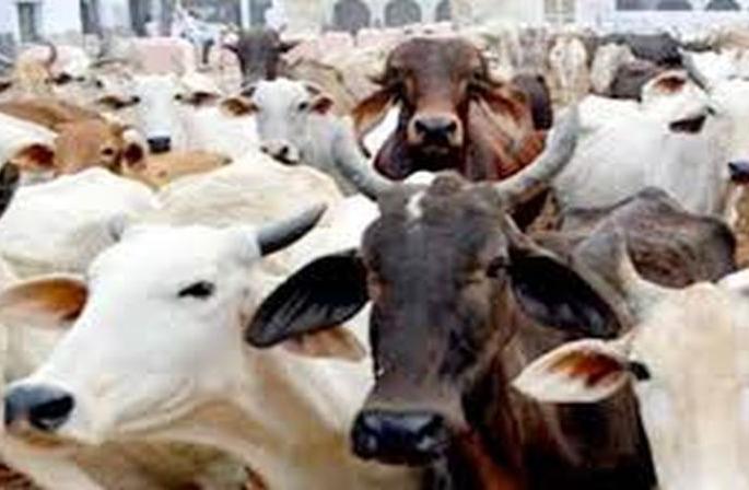 The issue of Livestock census stuck in Beurocrasy | पशूगणनेचा प्रश्न अडकला लालफितशाहीत! The issue of Livestock census stuck in Beurocrasy | पशूगणनेचा प्रश्न अडकला लालफितशाहीत!