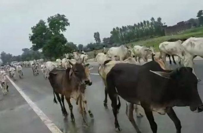 livestock census is still under way! | आठ महिने उलटूनही विसावी पशुगणना अधांतरी!
