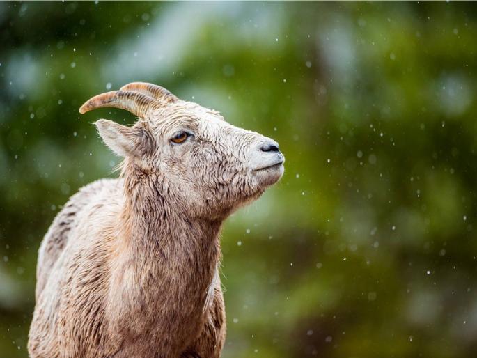 11 hundred sheep and goats killed pune district unseasonal rains and cold | पुणे जिल्ह्यात अवकाळी पाऊस व थंडीने अकराशे शेळ्या-मेंढ्या दगावल्या