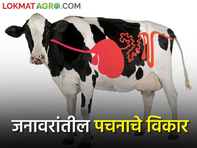 Digestive system disorders in livestock, its symptoms and care | जनावरांना पचनसंस्थेचे होणारे विकार त्याची लक्षणे व काळजी Digestive system disorders in livestock, its symptoms and care | जनावरांना पचनसंस्थेचे होणारे विकार त्याची लक्षणे व काळजी