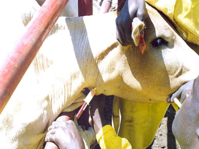 10,570 Registered Veterinary Doctors in Maharashtra | महाराष्ट्रात नोंदणीकृत पशुवैद्यकीय डॉक्टरांची संख्या १०,५७० 10,570 Registered Veterinary Doctors in Maharashtra | महाराष्ट्रात नोंदणीकृत पशुवैद्यकीय डॉक्टरांची संख्या १०,५७०