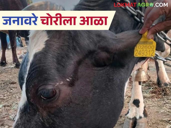 This system of the Animal Husbandry Department has reduced the number of animal thefts; Know the details | पशुसंवर्धन विभागाच्या या प्रणालीमुळे जनावरांच्या चोरी प्रकारांमध्ये झाली घट; जाणून घ्या सविस्तर This system of the Animal Husbandry Department has reduced the number of animal thefts; Know the details | पशुसंवर्धन विभागाच्या या प्रणालीमुळे जनावरांच्या चोरी प्रकारांमध्ये झाली घट; जाणून घ्या सविस्तर