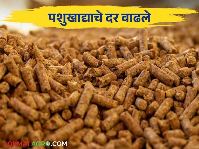 25 percent in the price of animal feed How much increase in which animal feed Read in detail | पशुखाद्याच्या दरात २५ टक्के कोणत्या पशुखाद्यात किती वाढ? वाचा सविस्तर 25 percent in the price of animal feed How much increase in which animal feed Read in detail | पशुखाद्याच्या दरात २५ टक्के कोणत्या पशुखाद्यात किती वाढ? वाचा सविस्तर