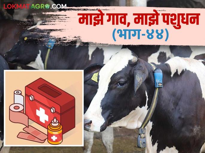 Why should every cowshed have a first aid kit? and what should be in it? Read in detail | प्रत्येक गोठ्यात पशुप्रथमोपचार पेटी का असावी? व त्यात काय असावे? वाचा सविस्तर Why should every cowshed have a first aid kit? and what should be in it? Read in detail | प्रत्येक गोठ्यात पशुप्रथमोपचार पेटी का असावी? व त्यात काय असावे? वाचा सविस्तर