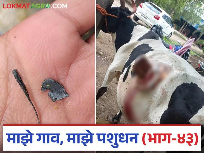 How do you know if an livestock eats plastic, iron objects? What do the symptoms look like? Read in detail | जनावराने प्लास्टिक, लोखंडी वस्तू खाल्ल्या तर कसे ओळखाल? कशी दिसतात लक्षणे? वाचा सविस्तर How do you know if an livestock eats plastic, iron objects? What do the symptoms look like? Read in detail | जनावराने प्लास्टिक, लोखंडी वस्तू खाल्ल्या तर कसे ओळखाल? कशी दिसतात लक्षणे? वाचा सविस्तर