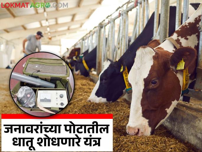 Metals in animals stomachs will now be easily detected; This new device has been introduced in veterinary hospitals | जनावरांच्या पोटातील धातू आता सहज सापडणार; पशुवैद्यकीय दवाखान्यात आले हे नवीन यंत्र Metals in animals stomachs will now be easily detected; This new device has been introduced in veterinary hospitals | जनावरांच्या पोटातील धातू आता सहज सापडणार; पशुवैद्यकीय दवाखान्यात आले हे नवीन यंत्र