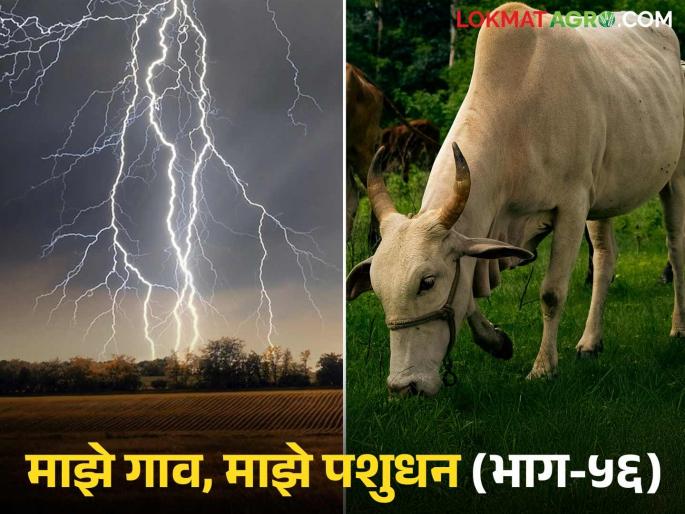 How to protect livestocks from sudden lightning strikes; Learn in detail | अचानक पडणाऱ्या विजांपासून कसे कराल जनावरांचे संरक्षण; जाणून घ्या सविस्तर