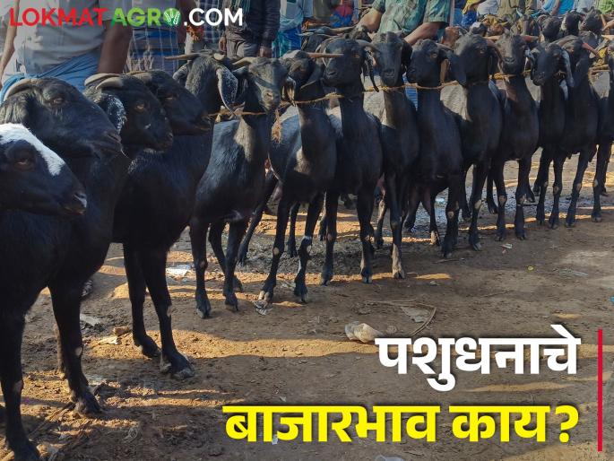 Latest News Todays Market Price of livestock see details | पशुधनाचे बाजारभाव काय? जाणून घ्या सविस्तर Latest News Todays Market Price of livestock see details | पशुधनाचे बाजारभाव काय? जाणून घ्या सविस्तर