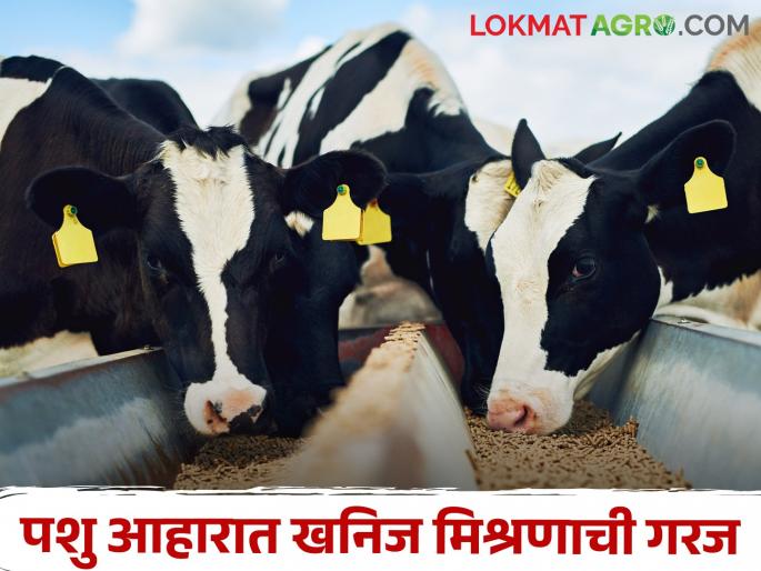 What are the symptoms of mineral deficiency in animals? | जनावरांत खनिज मिश्रणाची कमतरता असेल तर काय आढळतात लक्षणे What are the symptoms of mineral deficiency in animals? | जनावरांत खनिज मिश्रणाची कमतरता असेल तर काय आढळतात लक्षणे