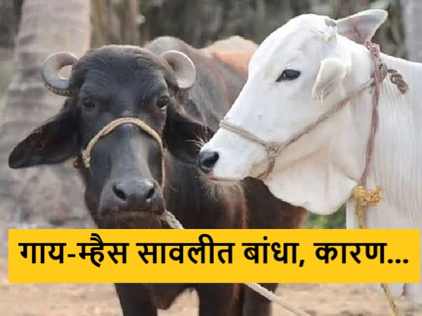 Latest News Fear of decreased immunity along with milk production due to hot weather | गाय-म्हैस सावलीत बांधा, अन्यथा दूध आणि रोगप्रतिकारशक्तीवर होईल परिणाम Latest News Fear of decreased immunity along with milk production due to hot weather | गाय-म्हैस सावलीत बांधा, अन्यथा दूध आणि रोगप्रतिकारशक्तीवर होईल परिणाम