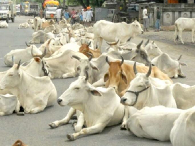 The technological barriers to the 20th livestock census process | २० व्या पशुगणना प्रक्रियेतील तांत्रिक अडथळे दूर होईना! The technological barriers to the 20th livestock census process | २० व्या पशुगणना प्रक्रियेतील तांत्रिक अडथळे दूर होईना!