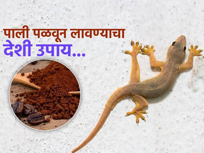 How to get rid of lizards with home remedy | घरभर फिरणाऱ्या पालींना वैतागलात? करा 'हा' एक देशी उपाय, फक्त ५ रूपये येईल खर्च...