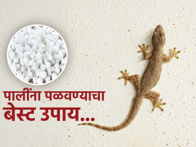 These 2 home remedies can help to get rid of lizards from home | घरात सगळीकडे पाली फिरतात, त्यांचा वैताग आलाय? लगेच करा 'हे' उपाय, मिळेल त्यांच्यापासून सुटका