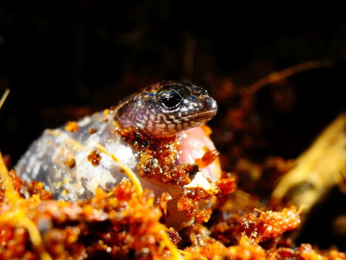 eggs of lizard artificially hatched | सरड्याची अंडी उबवून दोन पिलांना जन्म eggs of lizard artificially hatched | सरड्याची अंडी उबवून दोन पिलांना जन्म