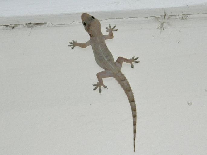Tips to get rid of lizard from home | घरातील पालींना पळवून लावण्यासाठी सोपे घरगुती उपाय, पालींचा पुन्हा होणार नाही त्रास! Tips to get rid of lizard from home | घरातील पालींना पळवून लावण्यासाठी सोपे घरगुती उपाय, पालींचा पुन्हा होणार नाही त्रास!