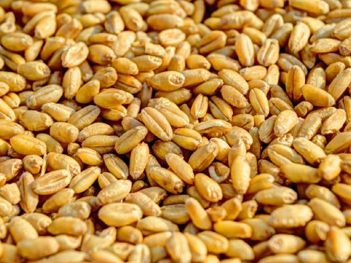 Sharbati wheat is getting the highest price per quintal in Pune, in other places... | पुण्यात शरबती गव्हाला क्विंटलमागे मिळतोय सर्वाधिक दर, उर्वरित ठिकाणी... Sharbati wheat is getting the highest price per quintal in Pune, in other places... | पुण्यात शरबती गव्हाला क्विंटलमागे मिळतोय सर्वाधिक दर, उर्वरित ठिकाणी...