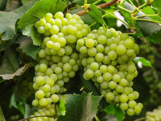 Continuous power supply interruptions; Tell me how to give water to grapes? | सारखी वीज गेली तर सांगा कसे द्यायचे द्राक्षाला पाणी?