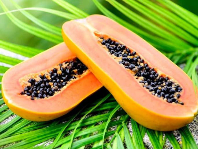 The cost is enough | खर्च निघाला तरी पुरे; पण व्यापाऱ्याने पपई घ्यावी! The cost is enough | खर्च निघाला तरी पुरे; पण व्यापाऱ्याने पपई घ्यावी!