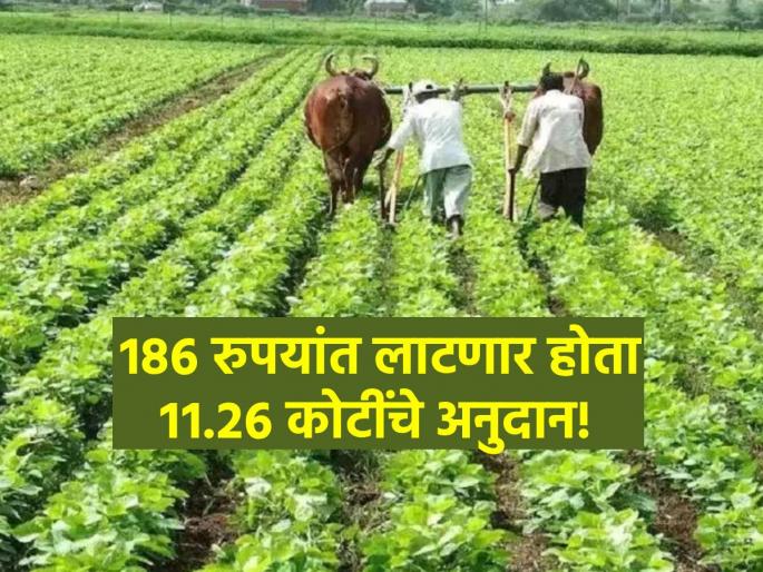 Strange! In the verification of crop insurance, a farmer has 11 thousand acres of land | अजबच! पीकविम्याच्या पडताळणीत एका शेतकऱ्याकडे तब्बल ११ हजार एकर जमीन Strange! In the verification of crop insurance, a farmer has 11 thousand acres of land | अजबच! पीकविम्याच्या पडताळणीत एका शेतकऱ्याकडे तब्बल ११ हजार एकर जमीन