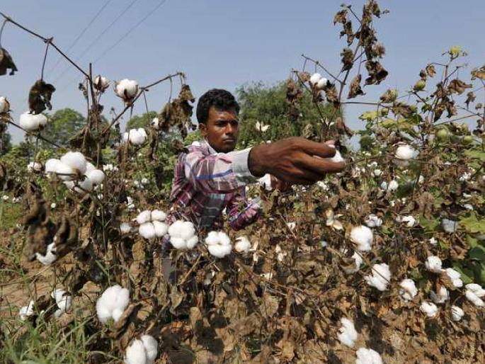 The harvesting season has already passed, the farmers will cry on cotton | वेचणी आधीच हंगाम निसटला, शेतकऱ्यांना पांढरे सोने रडवणार The harvesting season has already passed, the farmers will cry on cotton | वेचणी आधीच हंगाम निसटला, शेतकऱ्यांना पांढरे सोने रडवणार