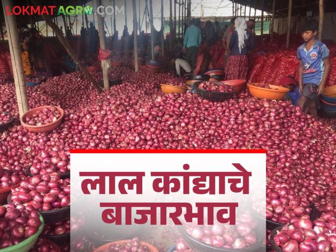 Latest News Kanda Market Update todays lal kanda price in maharashtra apmc see details | Kanda Market Update : पारनेर बाजारात लाल कांद्याला सरासरी काय भाव? वाचा आजचे बाजारभाव