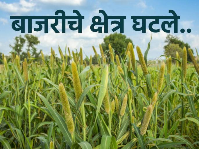 Due to lack of rain, the area decreased, the price of millet is likely to increase | पावसाअभावी क्षेत्र घटले, बाजरीचे भाव वाढण्याची शक्यता Due to lack of rain, the area decreased, the price of millet is likely to increase | पावसाअभावी क्षेत्र घटले, बाजरीचे भाव वाढण्याची शक्यता