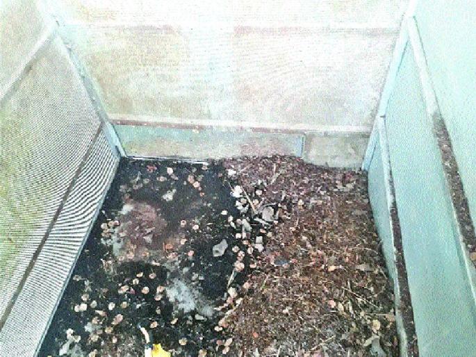 RR Patil neglects the cleanliness of the park | आर.आर.पाटील उद्यानाच्या स्वच्छतेकडेही दुर्लक्ष RR Patil neglects the cleanliness of the park | आर.आर.पाटील उद्यानाच्या स्वच्छतेकडेही दुर्लक्ष