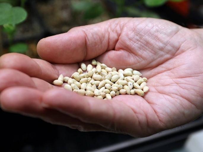 India's export of seed production is only 2 percent | बियाणे उत्पादनात भारताची निर्यात केवळ २ टक्के! India's export of seed production is only 2 percent | बियाणे उत्पादनात भारताची निर्यात केवळ २ टक्के!