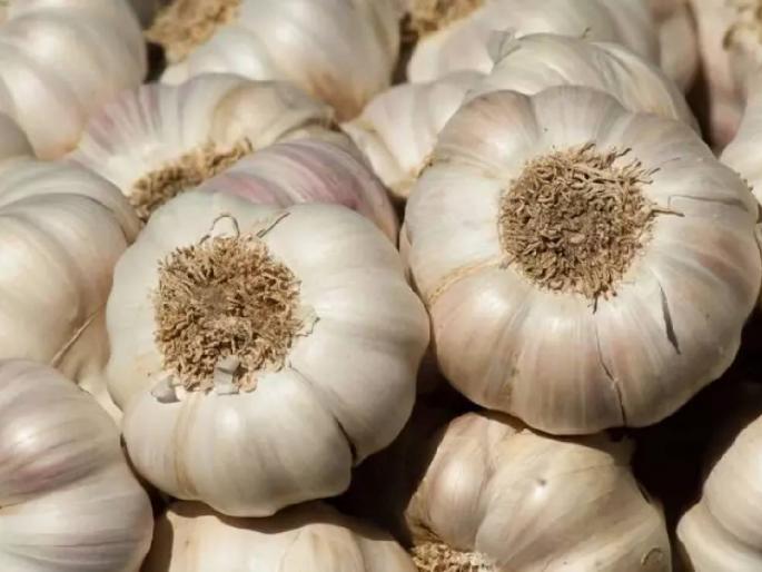 Indian garlic hits China, increasing demand in these countries.. | भारतीय लसणामुळे चीनला ठसका, या देशांमध्ये वाढती मागणी.. Indian garlic hits China, increasing demand in these countries.. | भारतीय लसणामुळे चीनला ठसका, या देशांमध्ये वाढती मागणी..