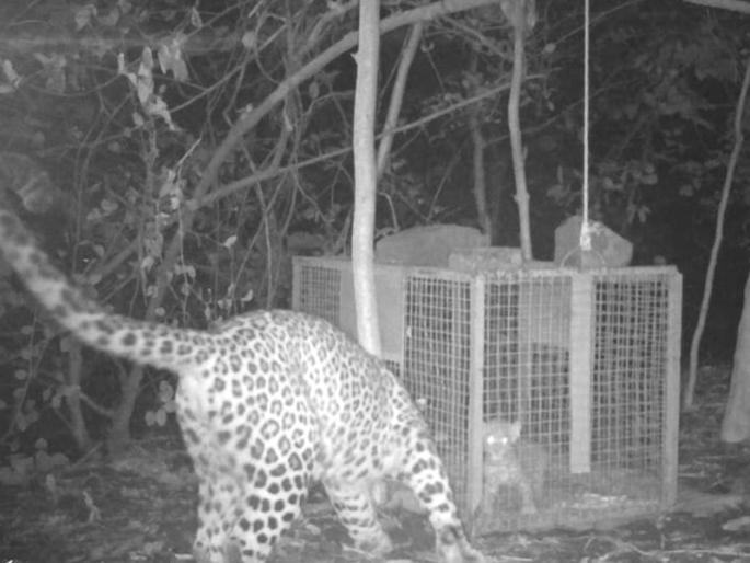 Leopard cub successfully reunited with mother at Sanjay Gandhi National Park | संजय गांधी राष्ट्रीय उद्यानात बिबट बछड्याचे आईसोबत यशस्वी पुनर्मिलन Leopard cub successfully reunited with mother at Sanjay Gandhi National Park | संजय गांधी राष्ट्रीय उद्यानात बिबट बछड्याचे आईसोबत यशस्वी पुनर्मिलन