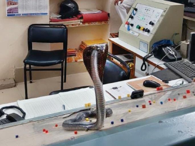 Cabra sitting on the signal panel of the train; 20 minutes of vibration | रेल्वेच्या सिग्नल पॅनलवर तब्बल ६ फूट लांब काेब्रा फणा काढून बसला; २० मिनिटांचा थरार Cabra sitting on the signal panel of the train; 20 minutes of vibration | रेल्वेच्या सिग्नल पॅनलवर तब्बल ६ फूट लांब काेब्रा फणा काढून बसला; २० मिनिटांचा थरार