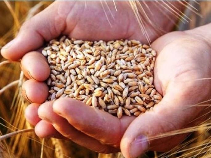 Wheat area is declining in Western Varhad; The price of farmers' wheat in the market is 20 rupees per kg! | पश्चिम वऱ्हाडात गव्हाचे क्षेत्र घटतेय; शेतकऱ्यांच्या गव्हाला बाजारपेठेत २० रुपये किलोचा भाव! Wheat area is declining in Western Varhad; The price of farmers' wheat in the market is 20 rupees per kg! | पश्चिम वऱ्हाडात गव्हाचे क्षेत्र घटतेय; शेतकऱ्यांच्या गव्हाला बाजारपेठेत २० रुपये किलोचा भाव!