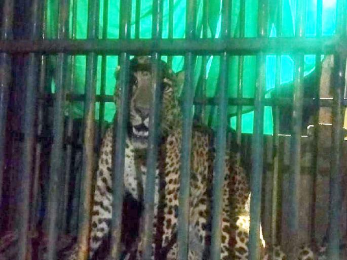 Gondia | The leopard that was roaming around the Cosby area was finally arrested | Gondia | कोसबी परिसरात धुमाकूळ घालणारा बिबट्या अखेर जेरबंद 