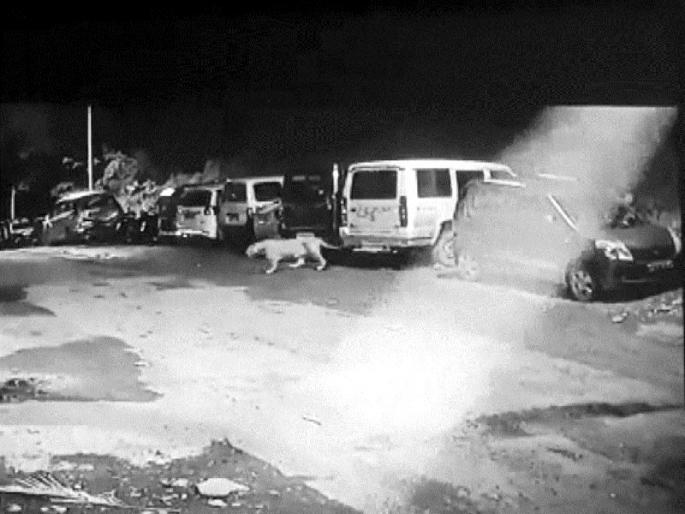 In the village of Ghodbunder, the villager is scared | घोडबंदर गावात बिबट्याचा वावर, ग्रामस्थ भयभीत In the village of Ghodbunder, the villager is scared | घोडबंदर गावात बिबट्याचा वावर, ग्रामस्थ भयभीत