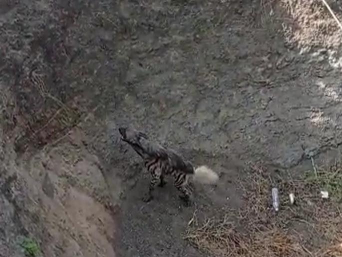 Video: finally caught hyenas after biting and injuring ten people in nashik | Video: दहा जणांना चावा घेऊन जखमी करणाऱ्या तरसाला पकडण्यात अखेर यश Video: finally caught hyenas after biting and injuring ten people in nashik | Video: दहा जणांना चावा घेऊन जखमी करणाऱ्या तरसाला पकडण्यात अखेर यश