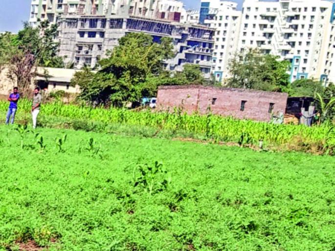 Enormous yield from the farm in city | सिमेंटच्या जंगलात शेतीतून पुरेसे उत्पन्न Enormous yield from the farm in city | सिमेंटच्या जंगलात शेतीतून पुरेसे उत्पन्न