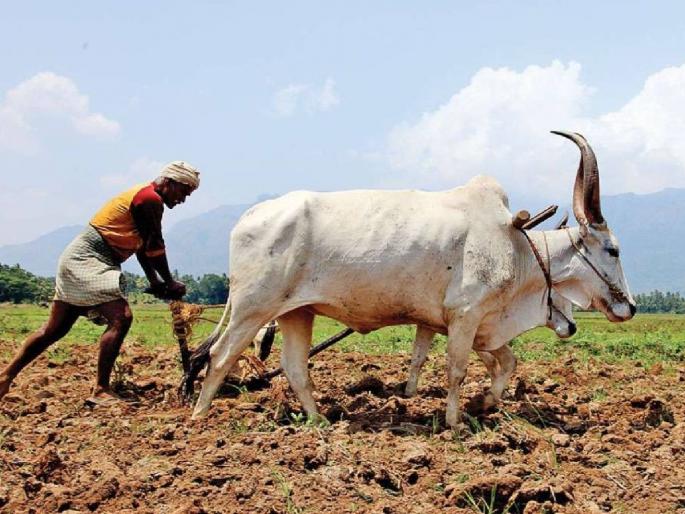 216.67 lakh rupees disbursed to conventional agriculture scheme to promote organic farming | सेंद्रिय शेतीला चालना देण्यासाठी परंपरागत कृषी योजनेला २१६.६७ लाख रुपये निधी वितरित 216.67 lakh rupees disbursed to conventional agriculture scheme to promote organic farming | सेंद्रिय शेतीला चालना देण्यासाठी परंपरागत कृषी योजनेला २१६.६७ लाख रुपये निधी वितरित