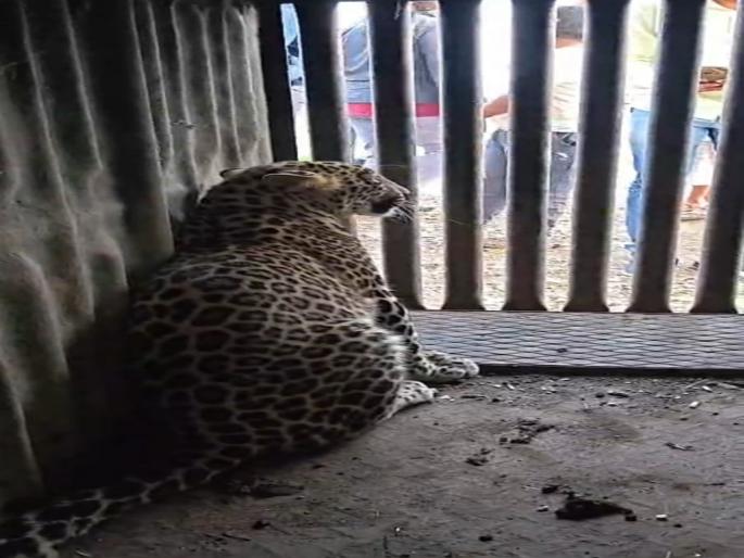 pune news female leopard trapped in a cage in Otur; Villagers relieved | Video : ओतूरमध्ये पिंजऱ्यात अडकली बिबट मादी; ग्रामस्थांना दिलासा pune news female leopard trapped in a cage in Otur; Villagers relieved | Video : ओतूरमध्ये पिंजऱ्यात अडकली बिबट मादी; ग्रामस्थांना दिलासा