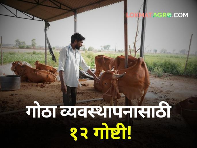 These 12 things are important for reducing costs and increasing production in animal husbandry | जनावरांच्या गोठ्यातील खर्च कमी अन् उत्पादन वाढीसाठी या १२ गोष्टी महत्त्वाच्या  These 12 things are important for reducing costs and increasing production in animal husbandry | जनावरांच्या गोठ्यातील खर्च कमी अन् उत्पादन वाढीसाठी या १२ गोष्टी महत्त्वाच्या