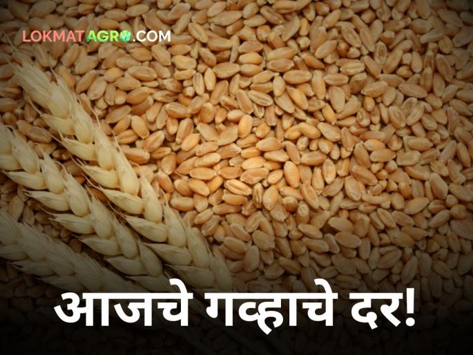 How much did wheat get in the state today? | आज राज्यात गव्हाला किती मिळाला दर? How much did wheat get in the state today? | आज राज्यात गव्हाला किती मिळाला दर?