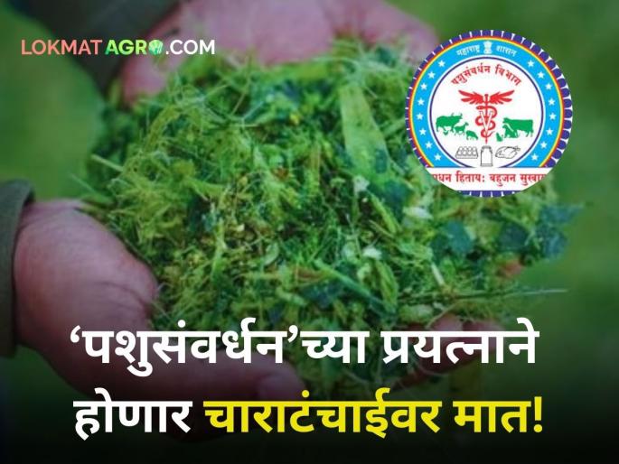 Animal Husbandry Department takes concrete steps to overcome fodder shortage | Animal Husbandry : चाराटंचाईवर मात करण्यासाठी पशुसंवर्धन विभागाची साकारात्मक पावले Animal Husbandry Department takes concrete steps to overcome fodder shortage | Animal Husbandry : चाराटंचाईवर मात करण्यासाठी पशुसंवर्धन विभागाची साकारात्मक पावले