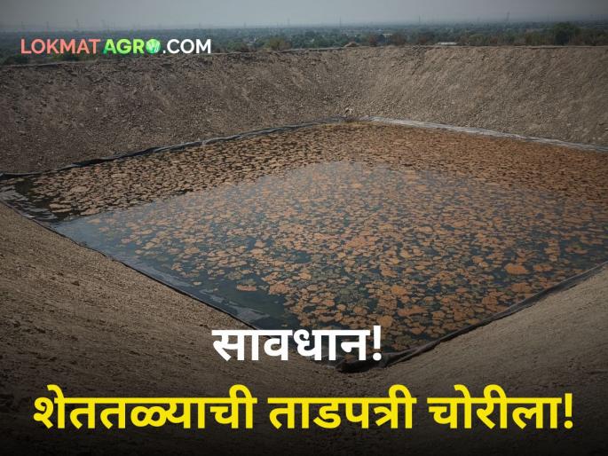 Farmers beware! Farm tarpaulin stolen; Shocking incident in Paithan | शेतकऱ्यांनो सावधान! शेततळ्याची ताडपत्री चोरीला; पैठणमधील धक्कादायक घटना Farmers beware! Farm tarpaulin stolen; Shocking incident in Paithan | शेतकऱ्यांनो सावधान! शेततळ्याची ताडपत्री चोरीला; पैठणमधील धक्कादायक घटना