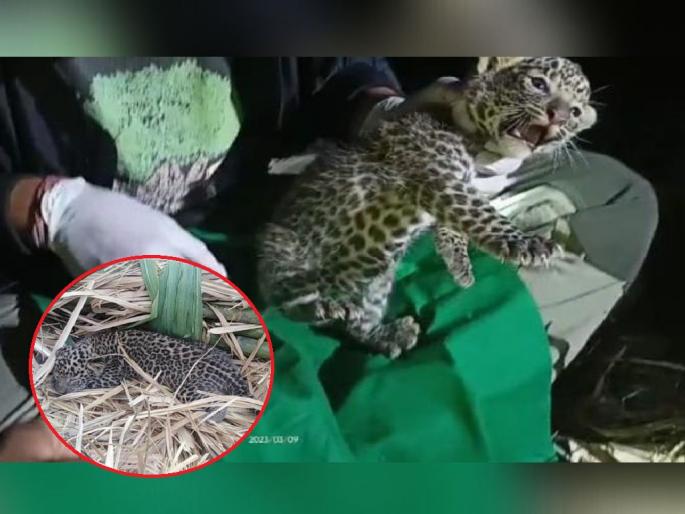 The 25-day-old Leopard cub finally met his mother, wardha | दुरावलेल्या २५ दिवसांच्या 'बिबट्या'ला पुनश्च मिळाले 'मातृछत्र' The 25-day-old Leopard cub finally met his mother, wardha | दुरावलेल्या २५ दिवसांच्या 'बिबट्या'ला पुनश्च मिळाले 'मातृछत्र'