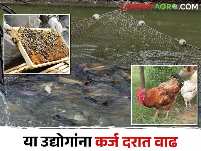 deshi poultry, fish farming, beekeeping loan limit is increases | गावरान कोंबडी, शेततळ्यातील मत्स्यपालन, मधमाशा पालनासाठीच्या कर्ज मर्यादित मोठी वाढ deshi poultry, fish farming, beekeeping loan limit is increases | गावरान कोंबडी, शेततळ्यातील मत्स्यपालन, मधमाशा पालनासाठीच्या कर्ज मर्यादित मोठी वाढ