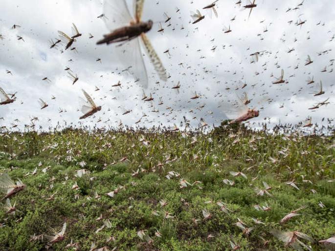 Pakistan Forced To Import Pesticides From India Due To Locust Attack | भयंकर संकटामुळे पाकिस्तानात आणीबाणी लागू; भारताकडे मागितला मदतीचा हात Pakistan Forced To Import Pesticides From India Due To Locust Attack | भयंकर संकटामुळे पाकिस्तानात आणीबाणी लागू; भारताकडे मागितला मदतीचा हात