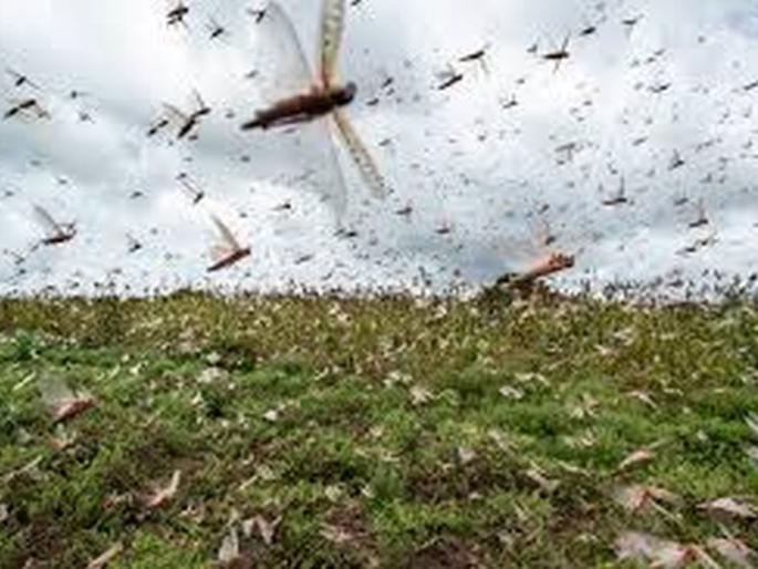 Locust crisis; Farmers worried | टोळधाडीचे संकट; शेतकरी चिंतेत Locust crisis; Farmers worried | टोळधाडीचे संकट; शेतकरी चिंतेत