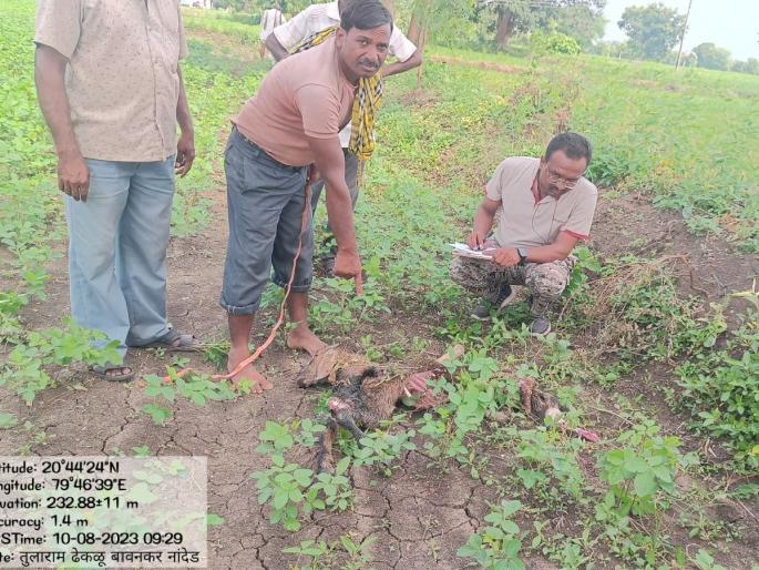 Wolves attack villages in Lakhandur taluka again, kill two goats tied in barn | लाखांदूर तालुक्यातील गावांमध्ये पुन्हा लांडग्यांचा धुमाकूळ, गोठ्यात बांधलेल्या दोन शेळ्या केल्या ठार Wolves attack villages in Lakhandur taluka again, kill two goats tied in barn | लाखांदूर तालुक्यातील गावांमध्ये पुन्हा लांडग्यांचा धुमाकूळ, गोठ्यात बांधलेल्या दोन शेळ्या केल्या ठार